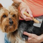 Njega pasa je temelj zdravlja i sreće ljubimca njega pasa