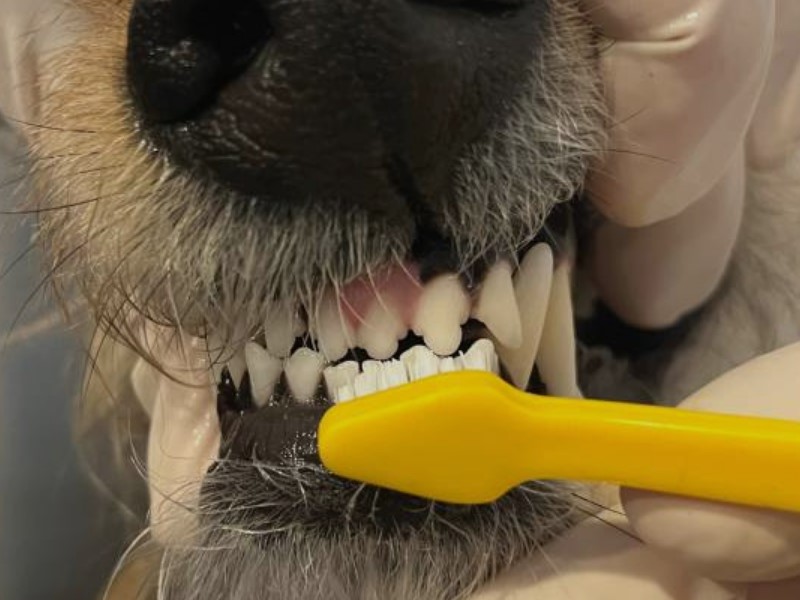 njega pasa i njegovih zubi