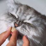 Vitamini za mačke su važna podrška zdravlju i vitalnosti vitamini za mačke